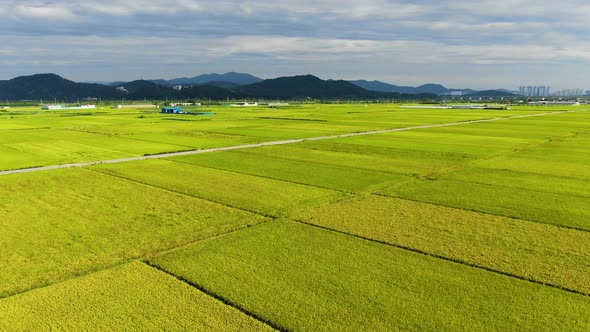 Rice Fields