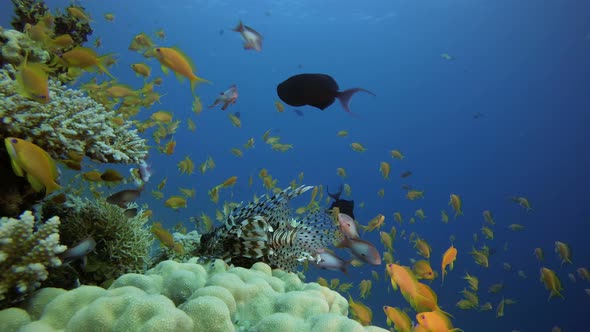 Colorful Lion-Fish Coral Reef Tropical Sea