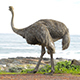 Ostrich South Africa - VideoHive Item for Sale