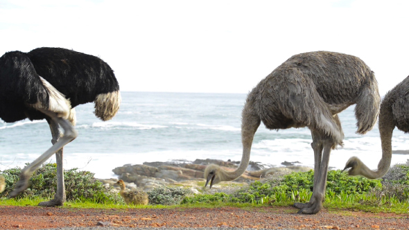 Ostrich South Africa