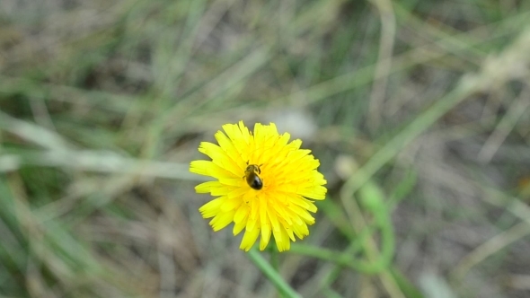 Bees Gather Pollen On Yellow Dandelion Flower