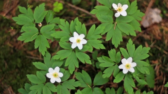  Flowering From Sunny Day 