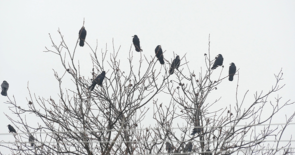 Black Ravens On The Tree Branch
