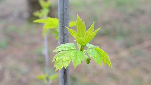 Young Leaves Of Box Elder Tree Swaying In Wind