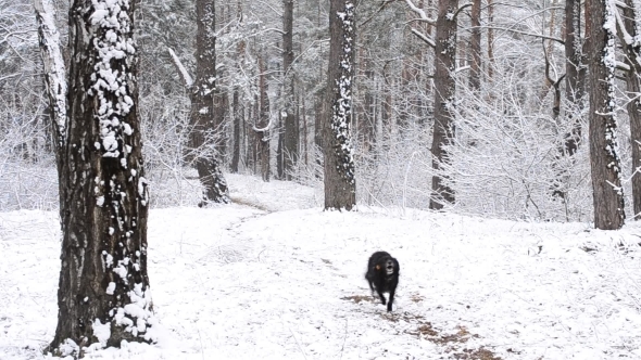 Black Dog Runs Quickly To Camera In Snowy Forest