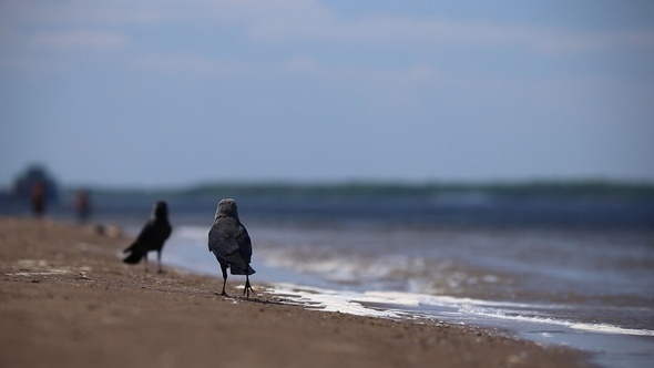 Ravens are Walking on the Sand