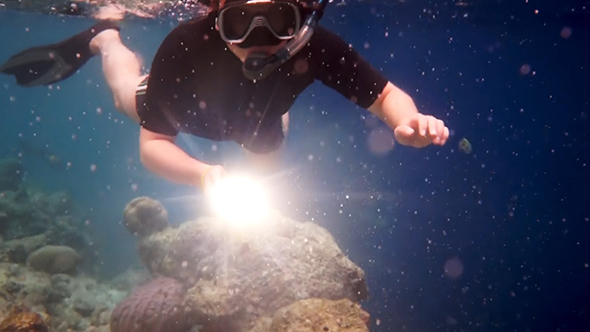 Snorkeler Diving Along Coral