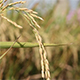 Farmer Harvesting Rice - VideoHive Item for Sale