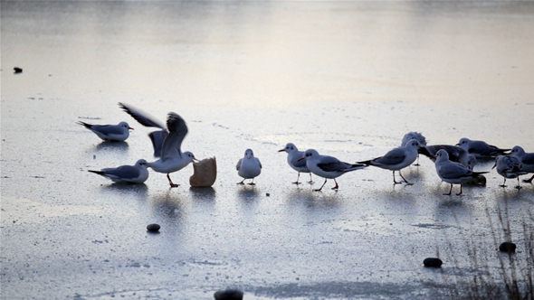 Seagulls On A Frozen Lake