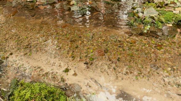 Small Stream in the Autumn Forest