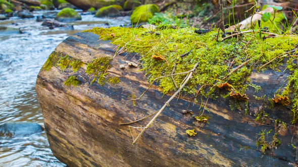 Log And Moss