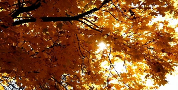 Autumn Sunshine