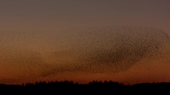 Massive murmuration of starlings against the evening sky. The birds have been spooked by a Sparrowha