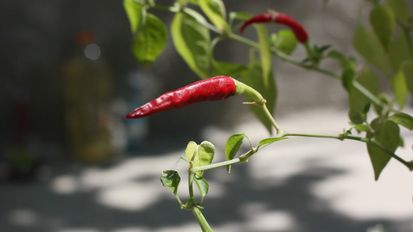 Red Hot Chili Pepper Growing In The Garden