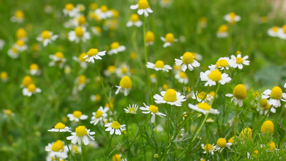 Field Of Small Blooming Camomile Flowers
