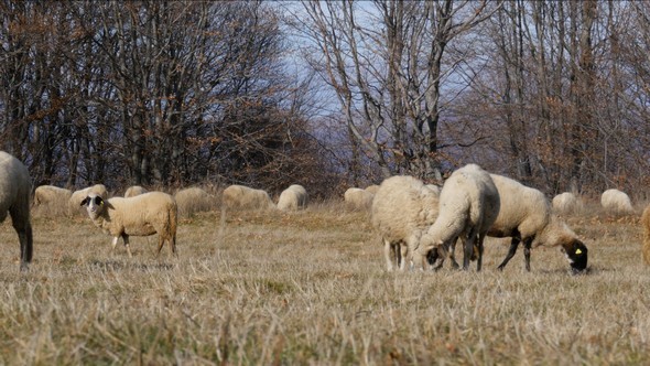 Sheep Grazing Hay