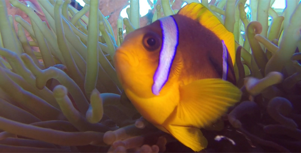 Beautiful Underwater Clownfish and Sea Anemones