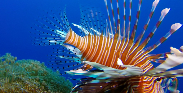 Colorful Tropical Coral Reefs Lionfish and Soft Coral