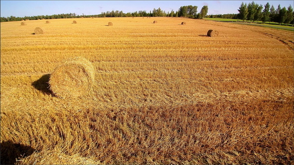 Lots of Rolled Haystacks on the Grain Field