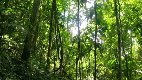 Moving through a dense tropical forest full off lianas and large green leaves