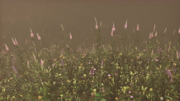 Wild Field Flowers in Deep Fog