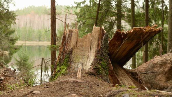 Broken Tree in the Forest