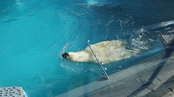 Polar Bear Swimming in the Water