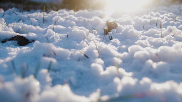 Snow On The Grass In Evening