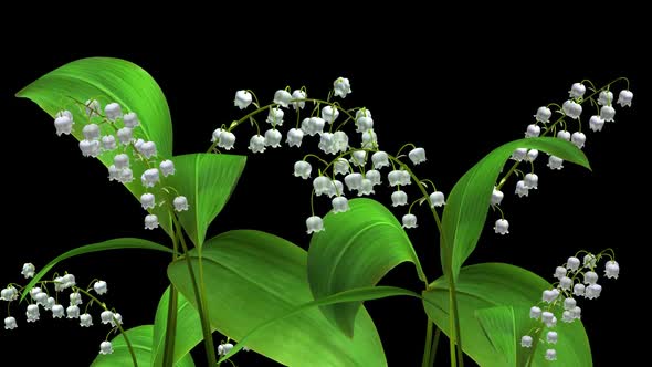 Lily Of The Valley Flowers - Windy Loop Close Up - Alpha Channel alt
