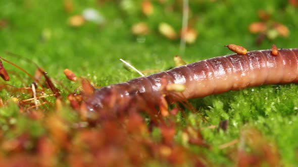 An Earthworm is a Terrestrial Invertebrate That Belongs to the Class Clitellata