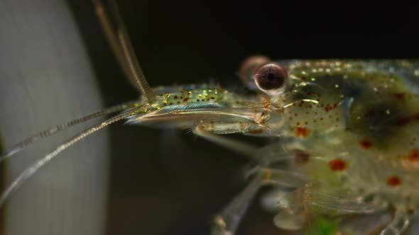 Aquarium And Shrimp Eyes