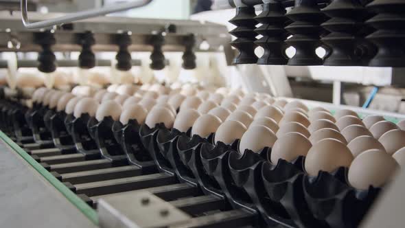 Machine sorting fresh eggs in a chicken farm