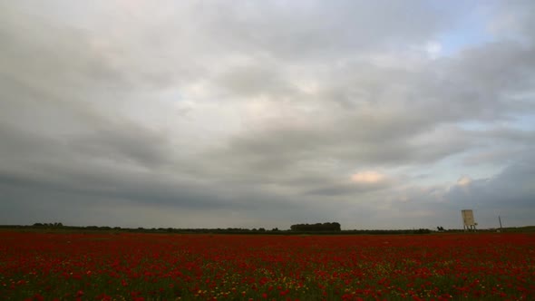 Poppies field timelapse