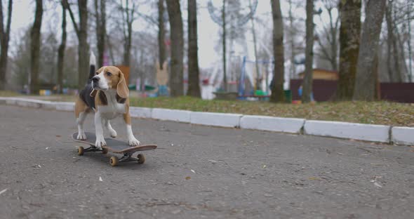 Beagle Dog Rides a Skateboard in Park