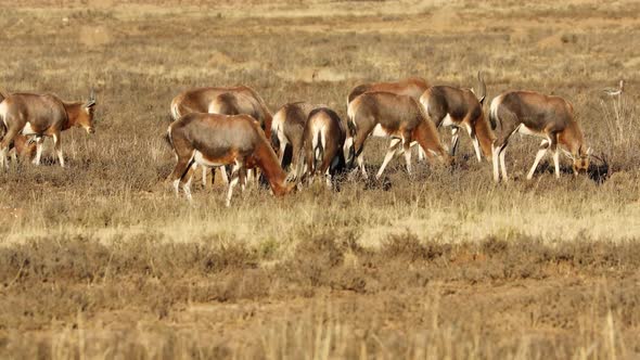 Blesbok Antelopes Grazing In Grassland