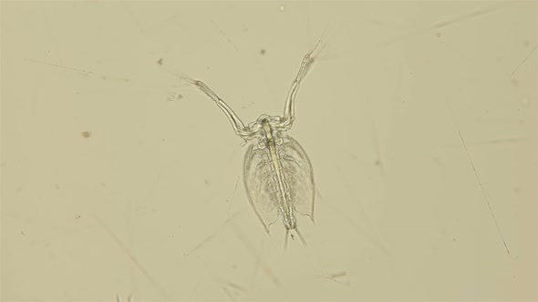 The Zooplankton and Plankton of the Black Sea Under a Microscope, Cladocera Penilia Avirostris
