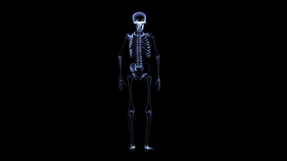 Xray Skeleton Body