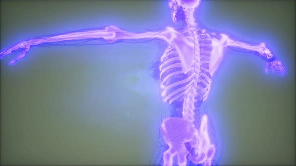Transparent Human Body with Visible Bones alt