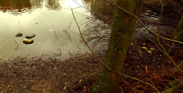 The Lake in Nature