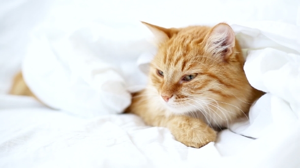 Ginger Cat Lies On Bed Cute Cozy Bedtime At Home