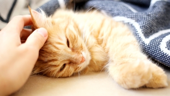 Ginger Cat Lies On Bed. Cute Cozy Bedtime At Home.