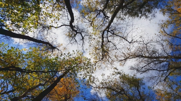 Clouds In The Autumn Forest