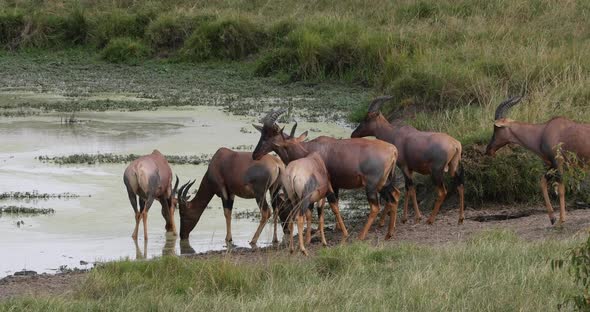 951949 Topi, damaliscus korrigum, Group standing at the Water hole, Masai Mara Park in Kenya, Real T