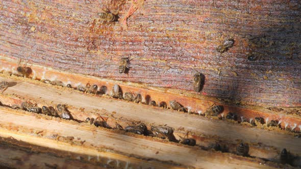 Opening of a bee hive. Removing the canvas from the honey frames.