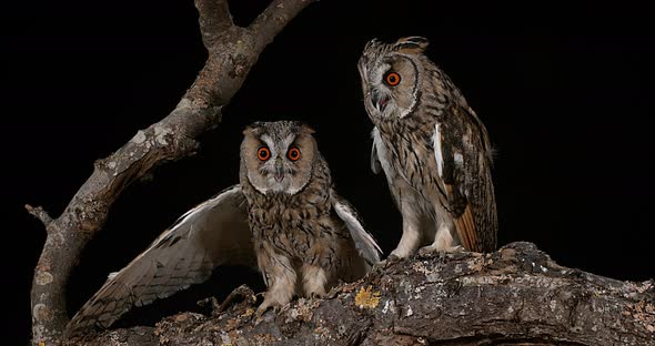 Long Eared Owl, asio otus, Adults, Pair, Normandy in France, Real Time 4K