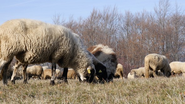 Sheep Grazing Hay - 02