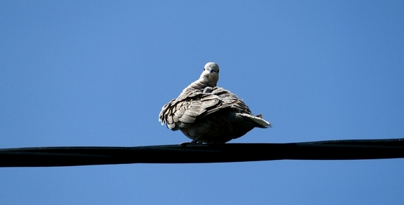 Bird Eurasian Collared-Dove
