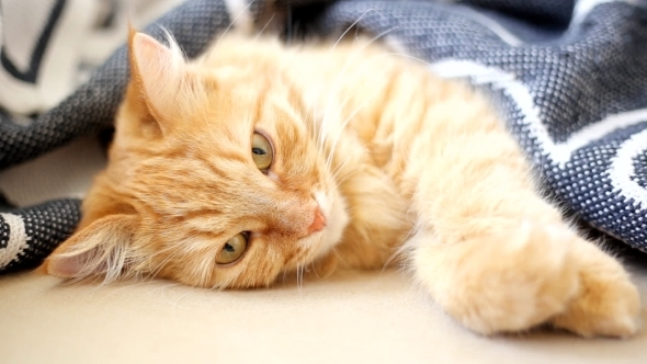 Ginger Cat Lies On Bed. Cute Cozy Bedtime At Home.