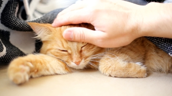 Ginger Cat Lies On Bed. Cute Cozy Bedtime At Home.