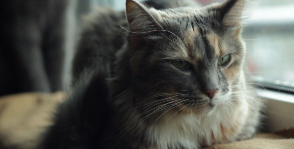 Domestic Cat Lying on Windowsill